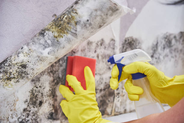 Trusted Waverly, MN Mold Inspection Experts